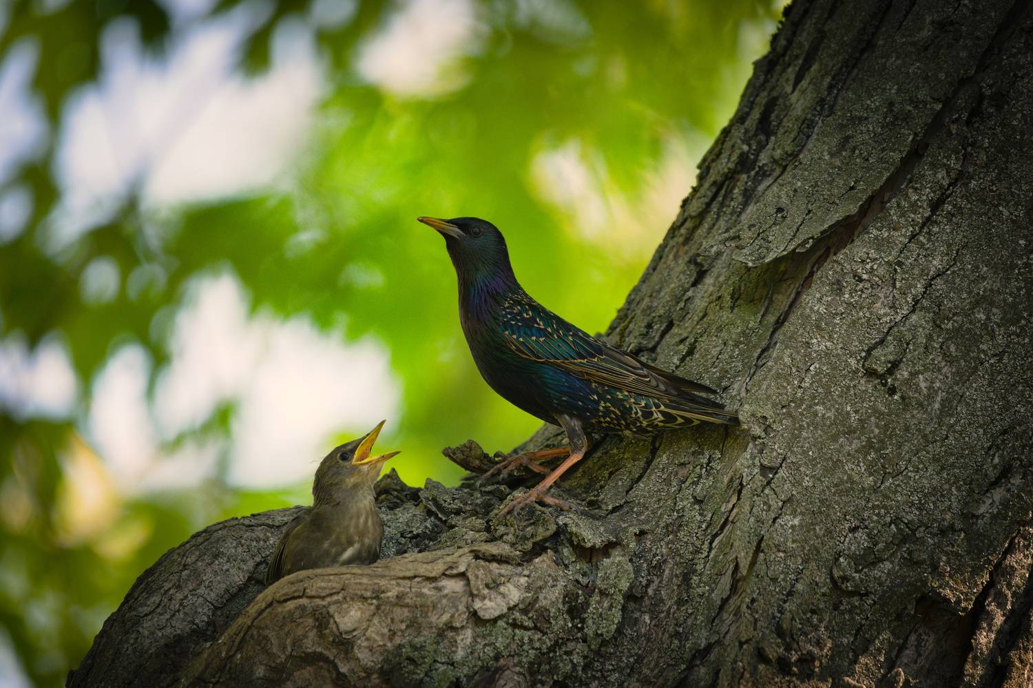 Автор: Лажанский Руфат , Лажанский Руфат