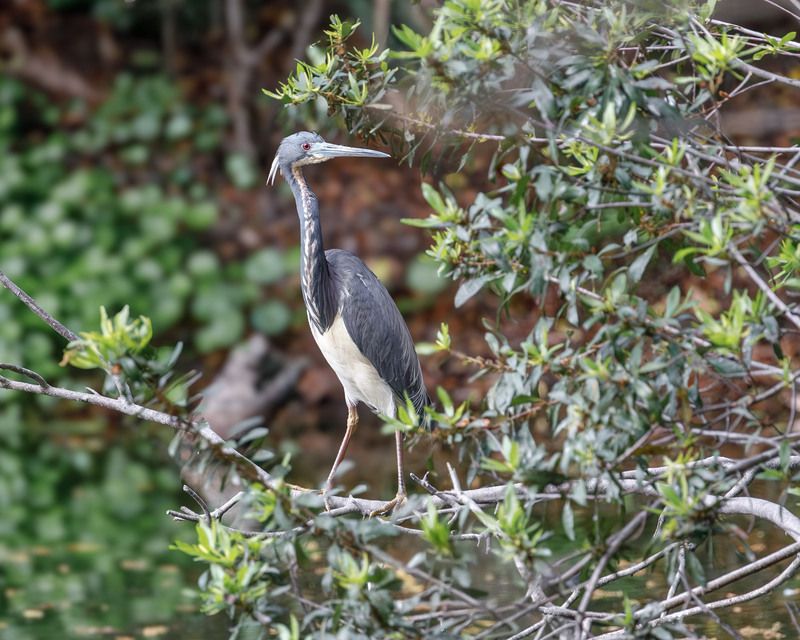 Трехцветная цапля фото превью
