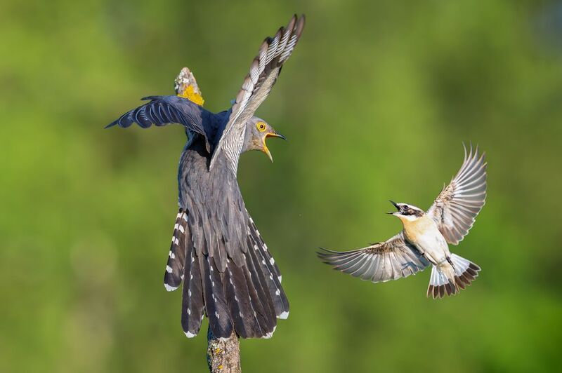 Кукушка и чеканphoto preview