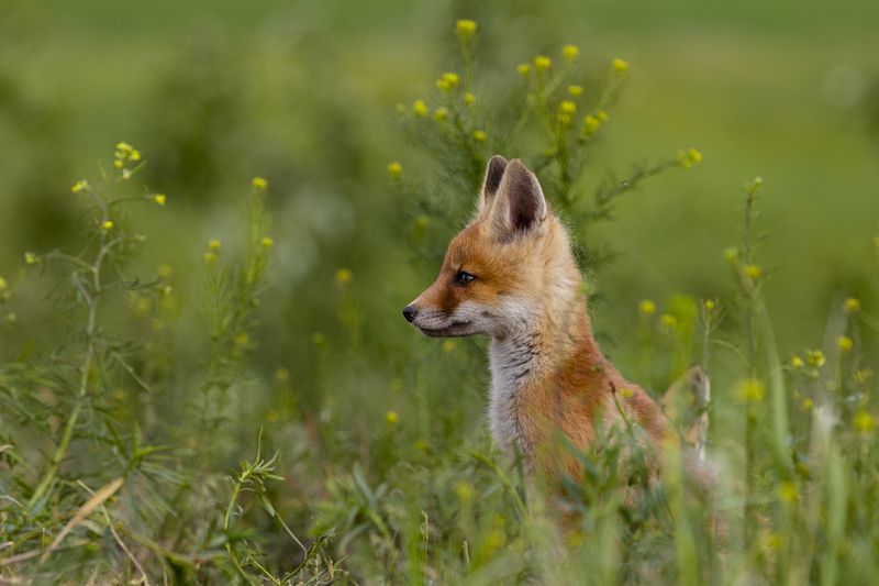 природа ***photo preview