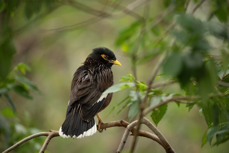 Майнаphoto preview