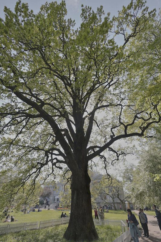 Любимый дуб фото превью