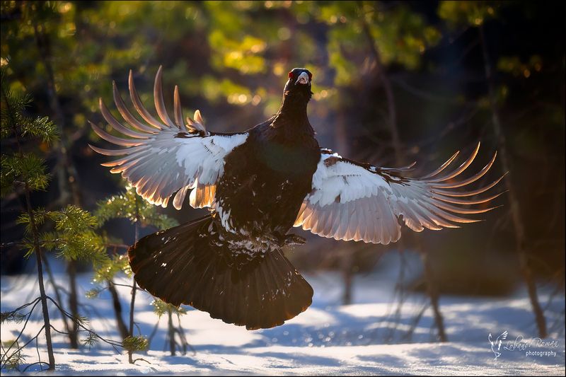 Жар-птицаphoto preview