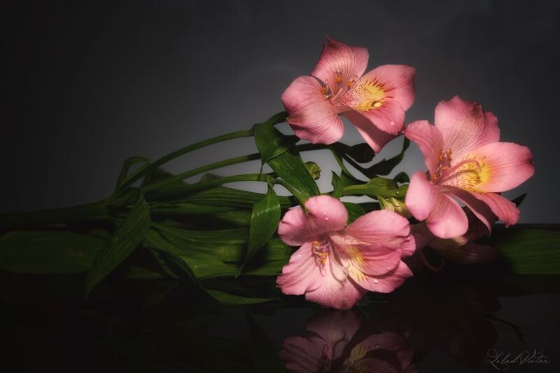 Астромерииphoto preview