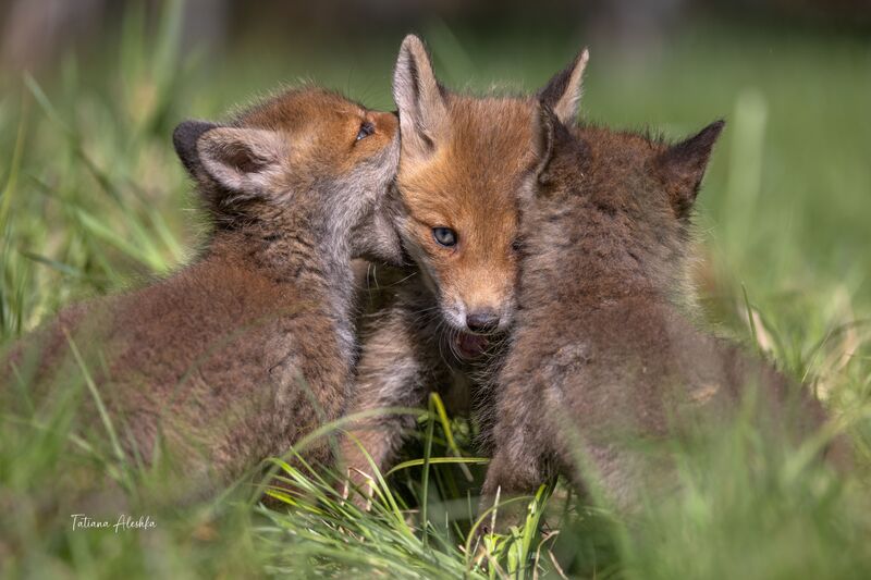 Братские объятияphoto preview