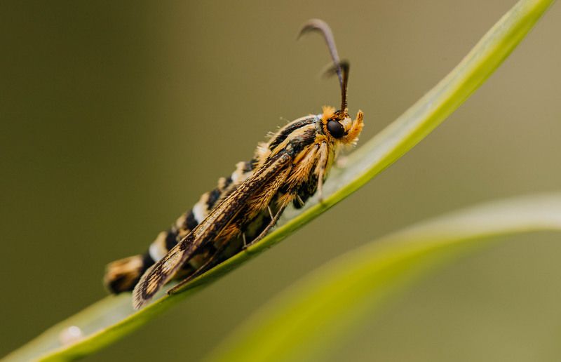 бабочка, макро, стеклянница Стеклянница молочайная и её пополнениеphoto preview
