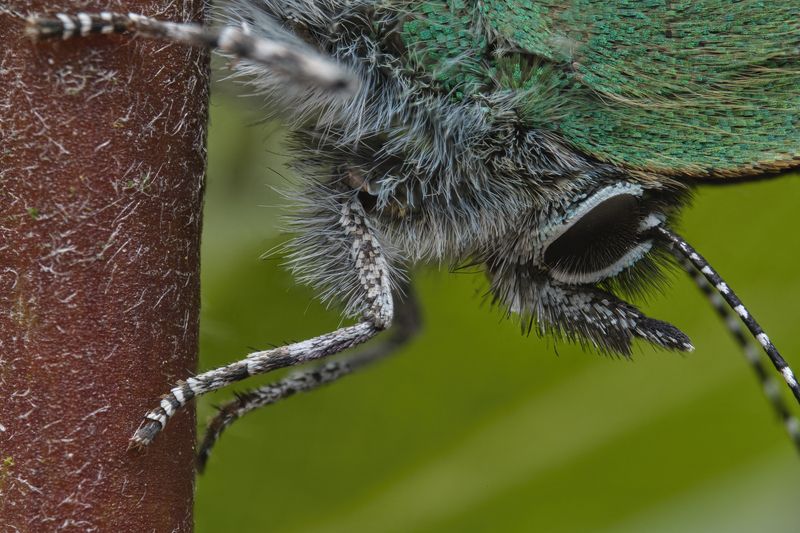 (Callophrys rubi)photo preview