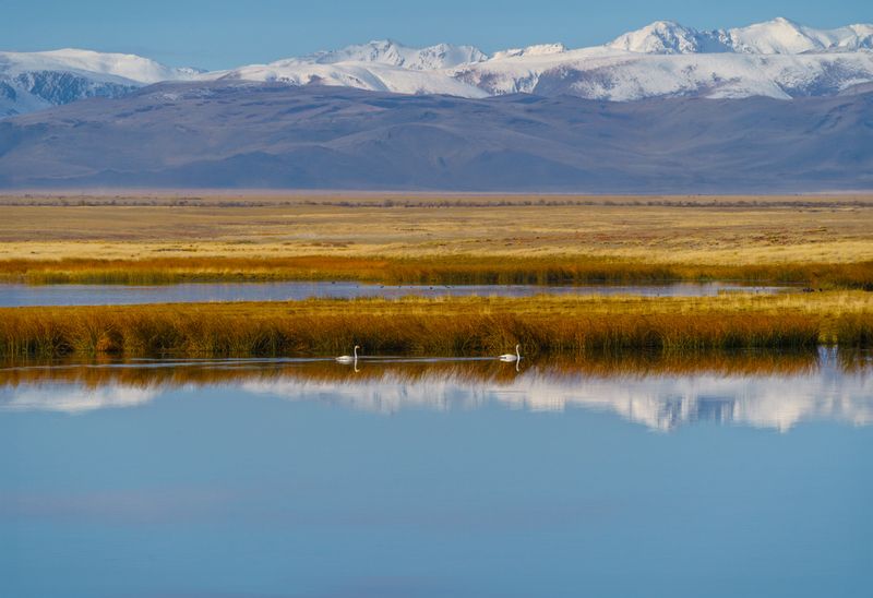 Россия, Алтай, озеро, лебеди, пейзаж Алтайское отражениеphoto preview