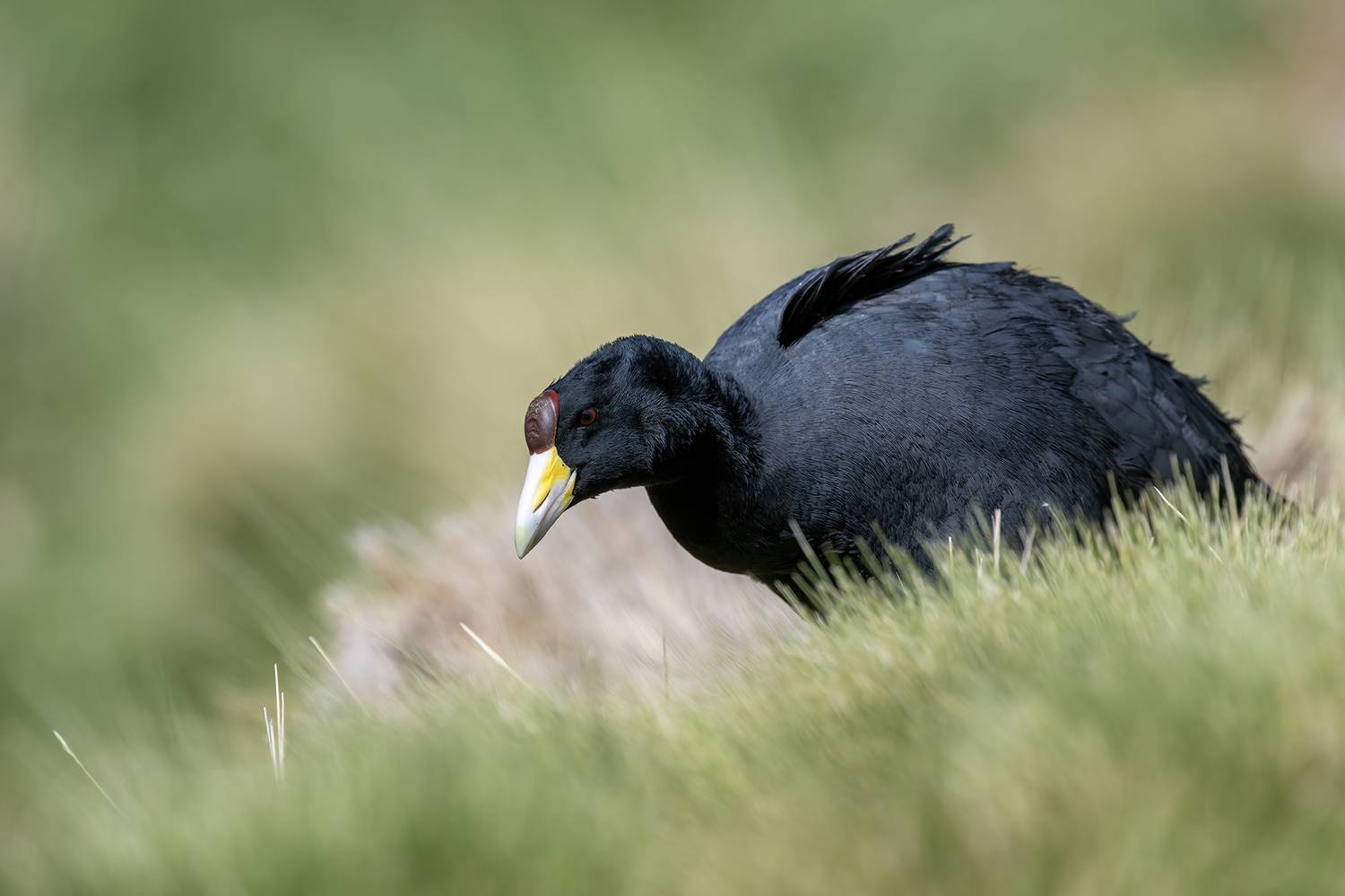 , Fernando Burgalin Sequeira