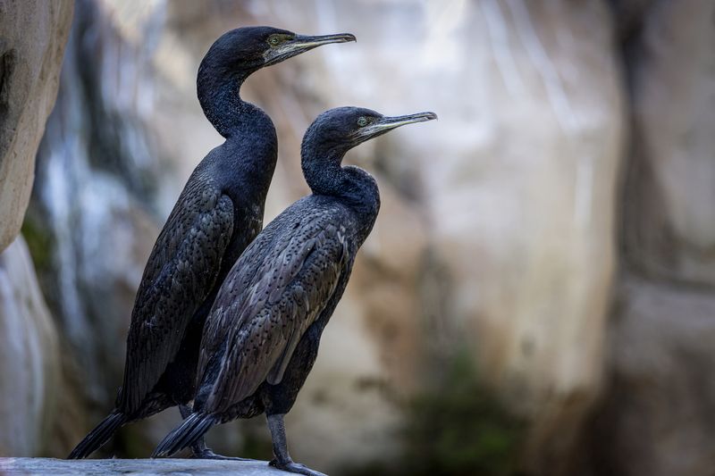 корморан Кормораныphoto preview