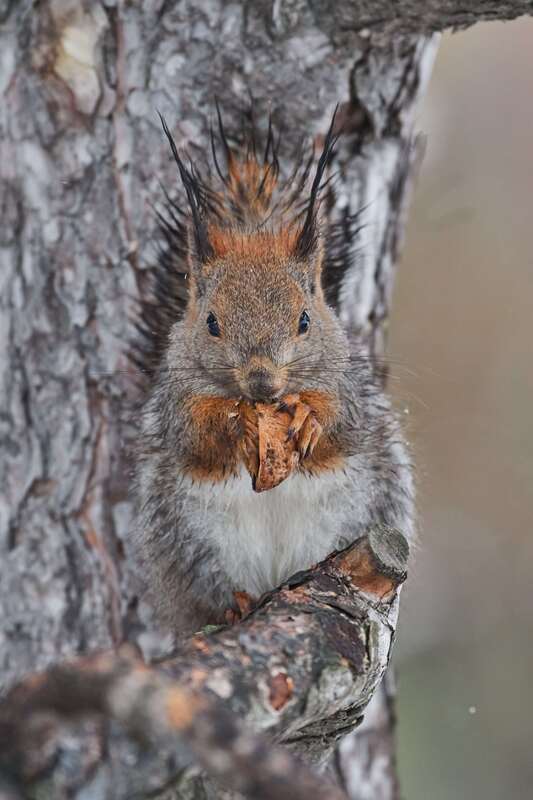 squirrel, volgograd, russia, wildlife, mammals, red squirrel,  #photo preview