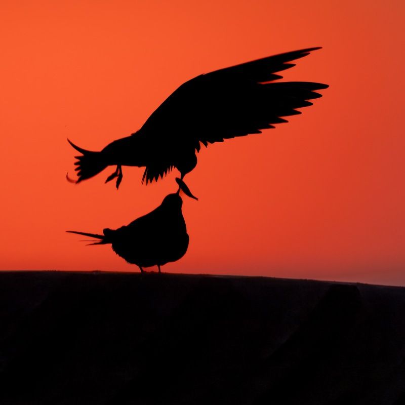 закат, финский залив, чайки, речная крачка Рыбная эстафетаphoto preview