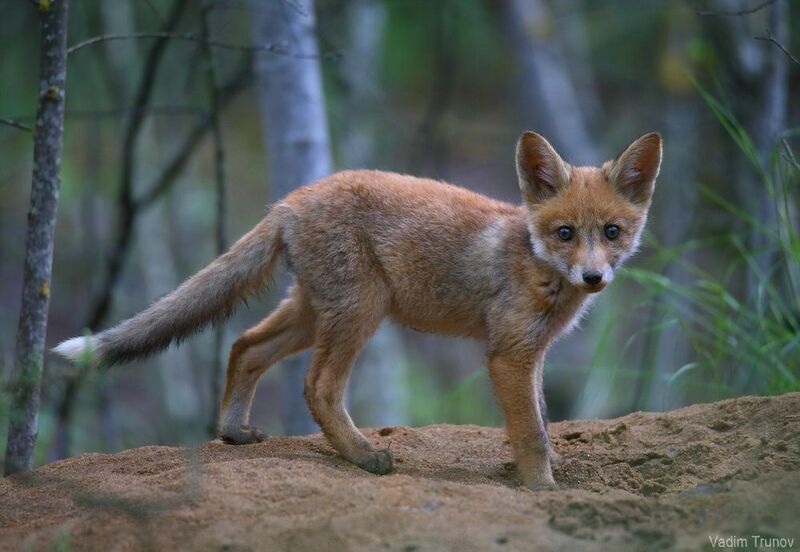 лисёнок,  fox Разбойник фото превью