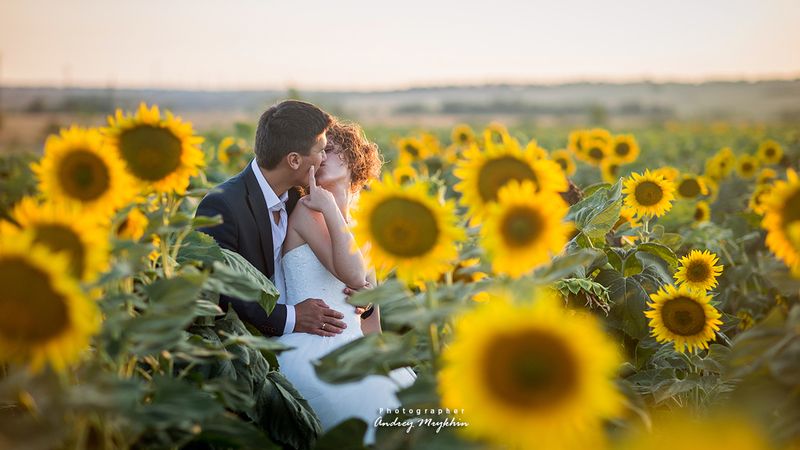 Подсолнухиphoto preview