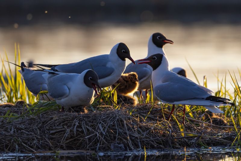 чайка, озерная чайка, птенец photo preview