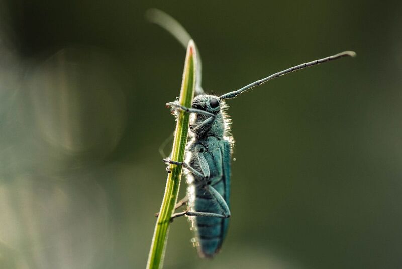 макро, жук, усач Маленький усач греется на солнышкеphoto preview