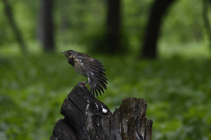 практикующий йогphoto preview