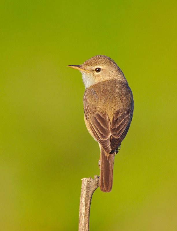 iduna caligata, северная бормотушка, Северная бормотушка.photo preview