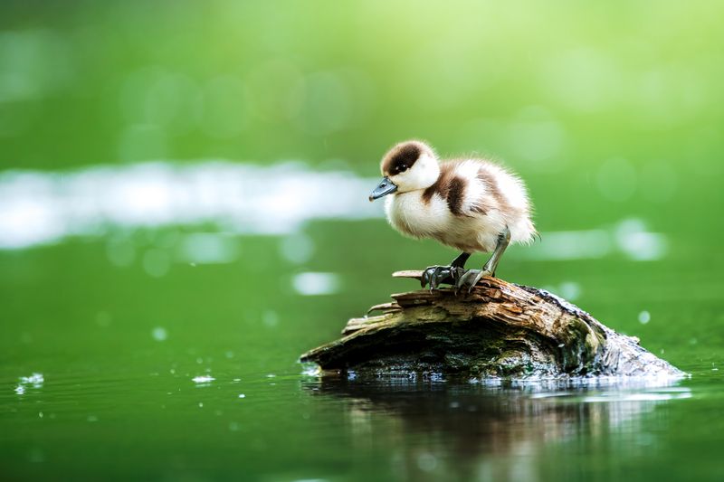 *** фото превью