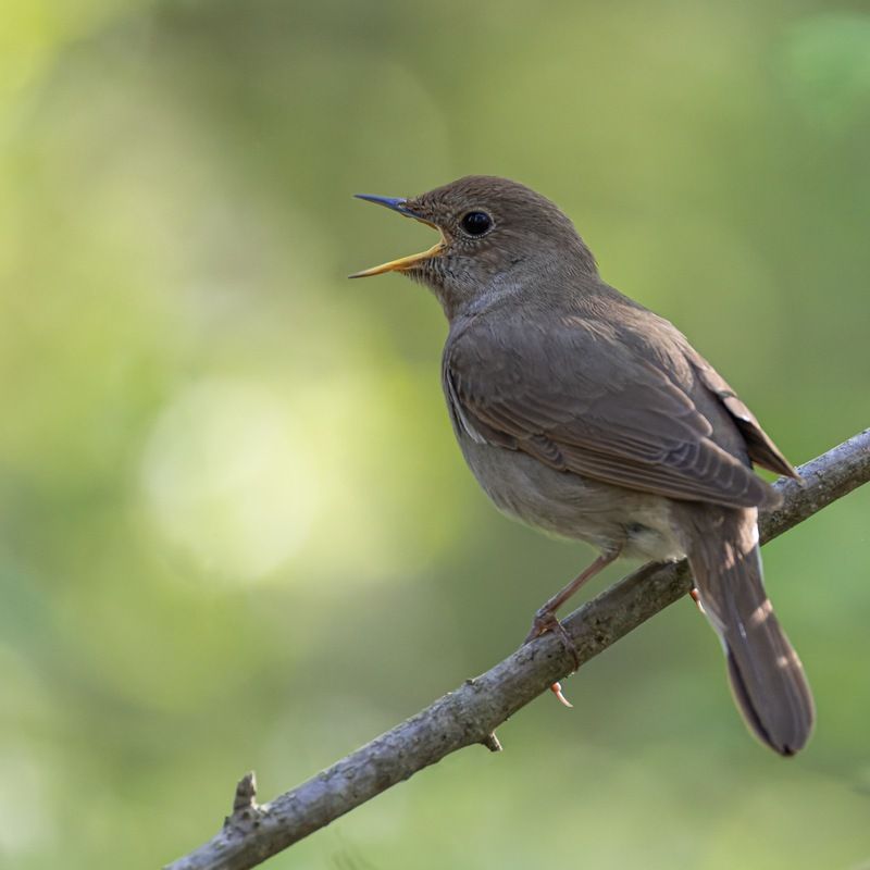 соловей, птицы Соловейphoto preview