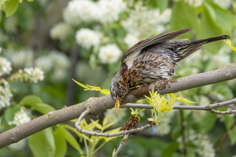 дрозд, рябинник, птицы photo preview
