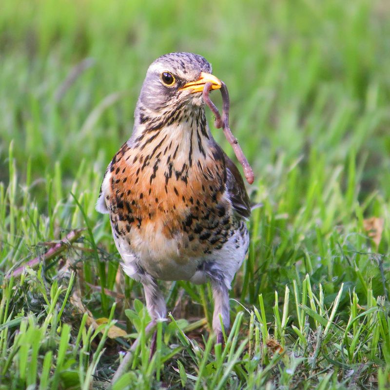 Добытчикphoto preview