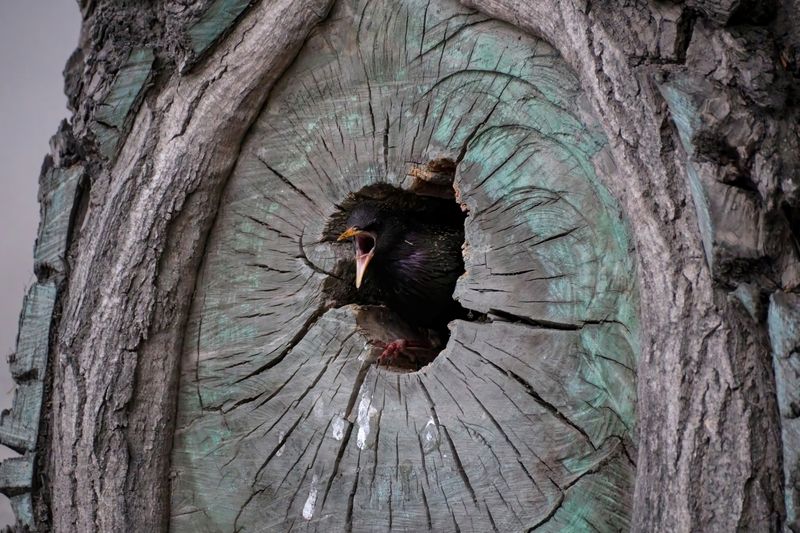 скворец Птичий бастионphoto preview