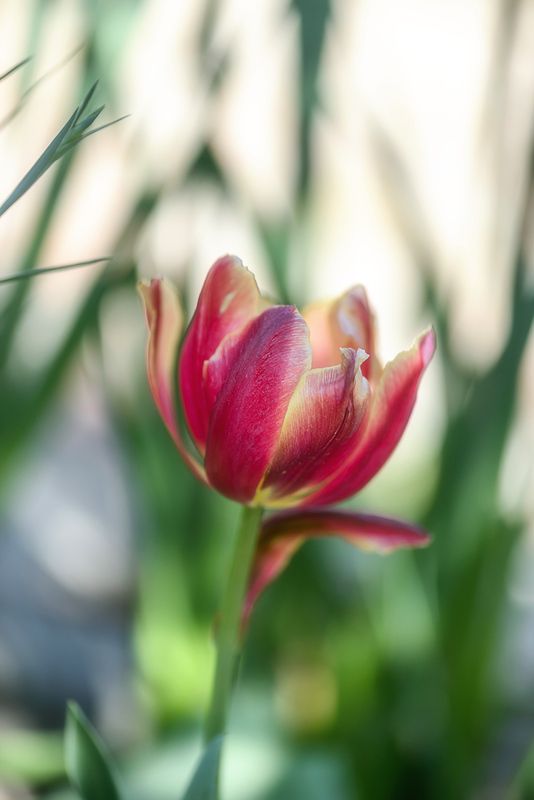 ✿⊱╮ photo preview