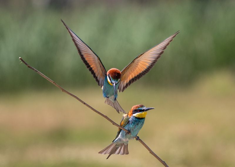 bee-eaters, bird in flight, золотистые, щурки, пчелоеды, птица в полете Я следую за тобой! I follow you!photo preview