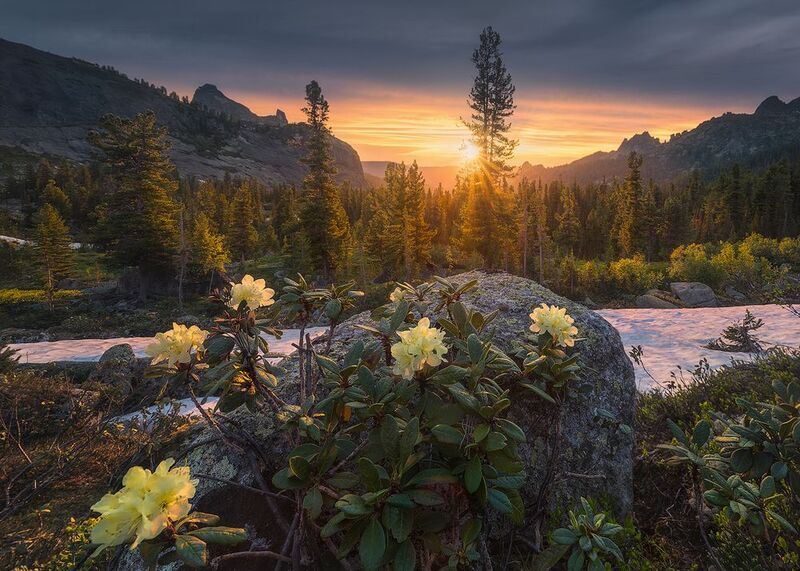 Rhododendronsphoto preview