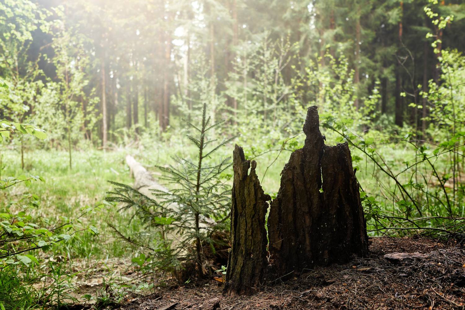 лес, Валерий Вождаев