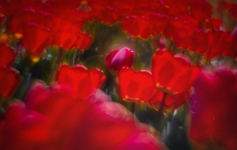природа, пейзаж, цветение, тюльпаны, алое, красное, атмосферное, красота природы, красота, эксперимент, экспериментальное, гелиос 44-2, мануальное, винтажная оптика, керченская весна, керчь, крым, россия Иллюзии в тюльпановой обители.photo preview