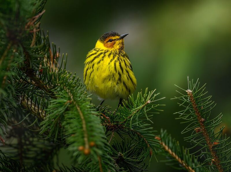 Cape May Warbler (m)photo preview