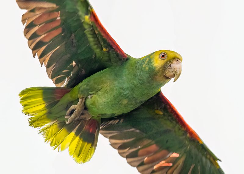 Amazona oratrixphoto preview