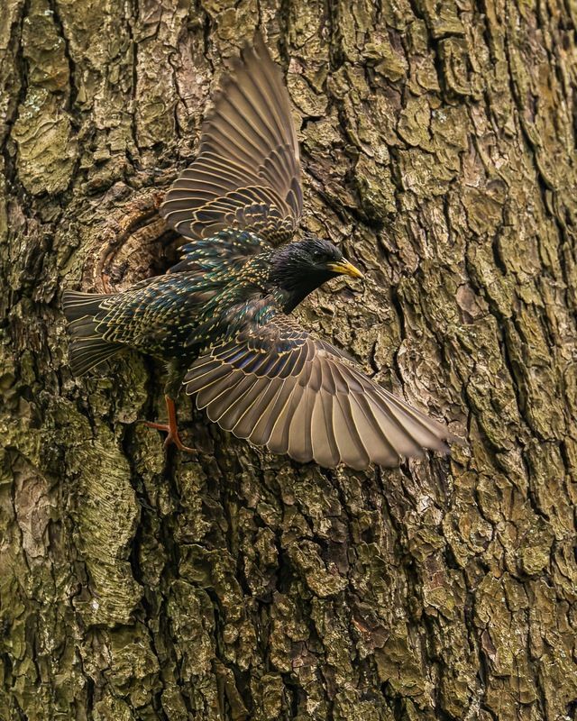 скворец, птицы, гнездо Скворец у гнездаphoto preview