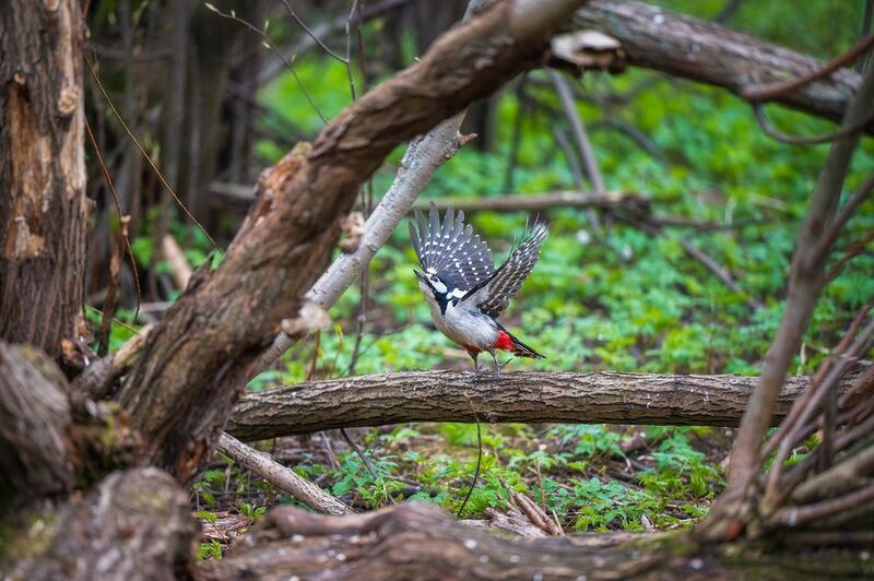 пермский край, птицы, фотоохота, природа, дятел Ввысь фото превью