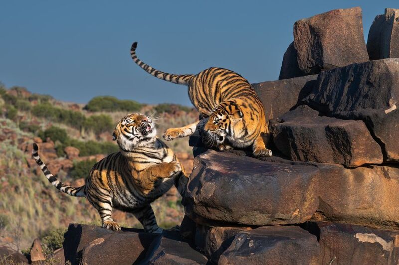 юар, африка photo preview