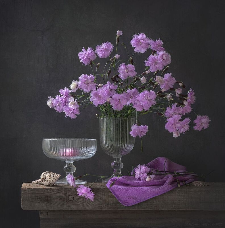 Гвоздичкиphoto preview