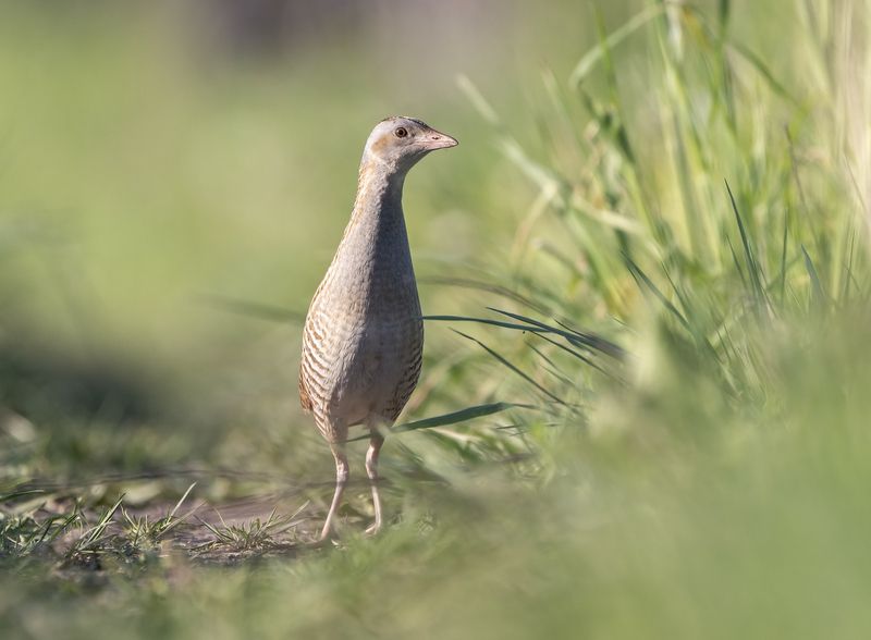 птицы,природа, весна Коростельphoto preview