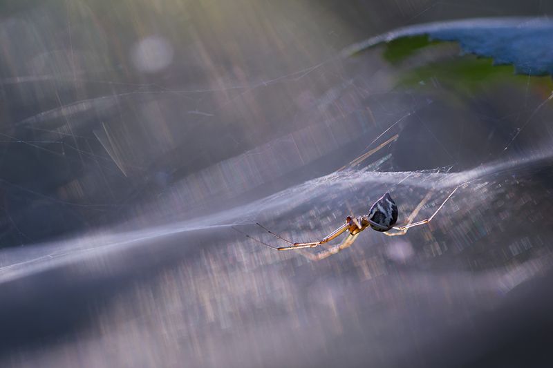 макро, паук, макрофотография, spider, macro Сплетения света фото превью