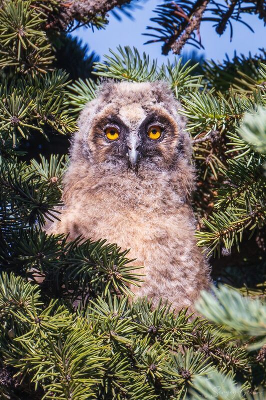 ушастая сова, птицы, пернатые Глаза в глазаphoto preview