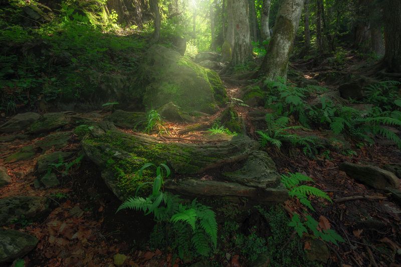 домбай, карачаево-черкесия, кавказ Корни фото превью