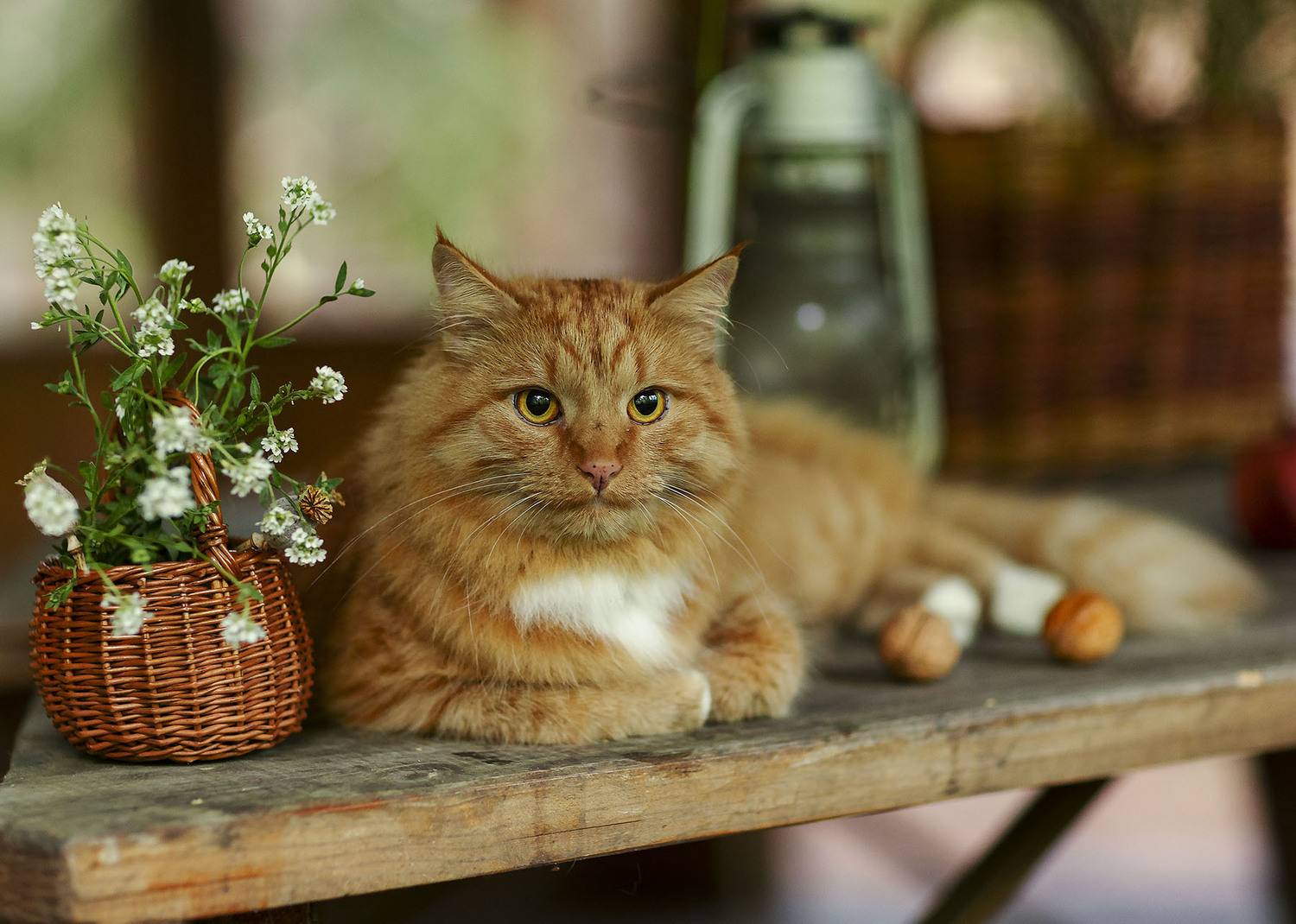 кот, рыжий, романтик, фотомодель, красавец, cat,beautiful, model, nature, Стукалова Юлия