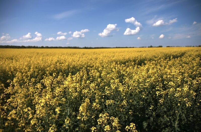 природа, яркие краски, осень, поле, лес Рапсphoto preview