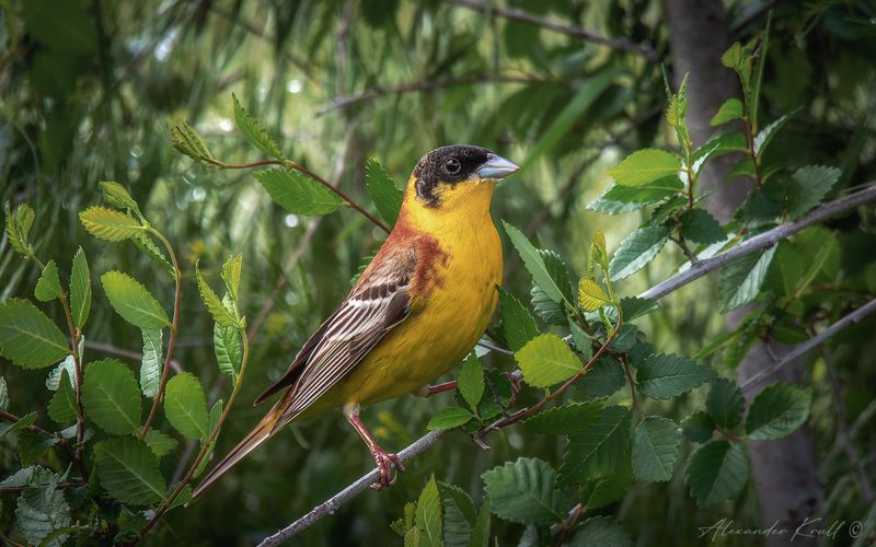 овсянка, черноголовая овсянка, emberiza melanocephala Лимончикphoto preview