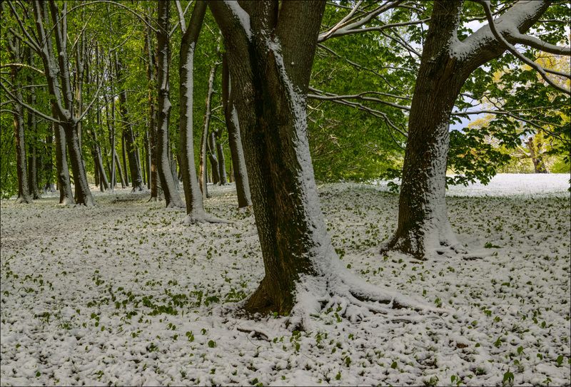 9 мая 2024 года в парке Коломенскоеphoto preview