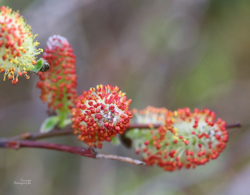 почка, весна, ветка, тычинки Пробуждениеphoto preview