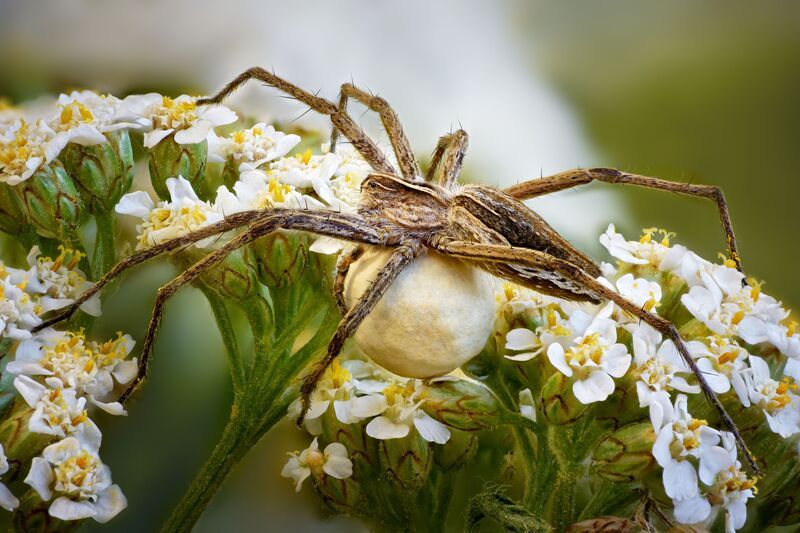 Пизаураphoto preview