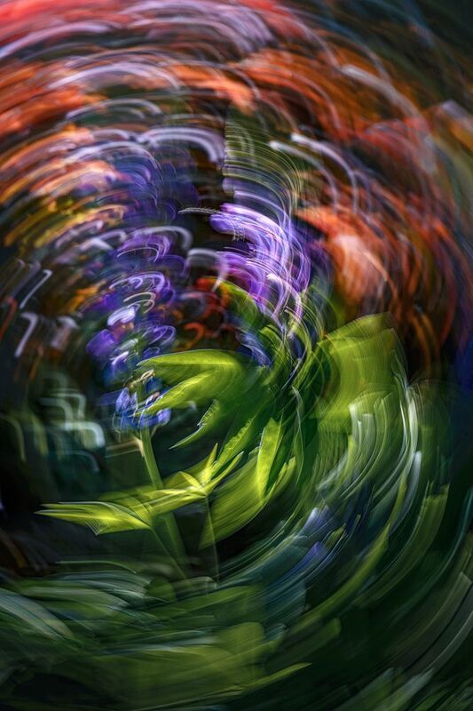 icm, люпин Рулеткаphoto preview