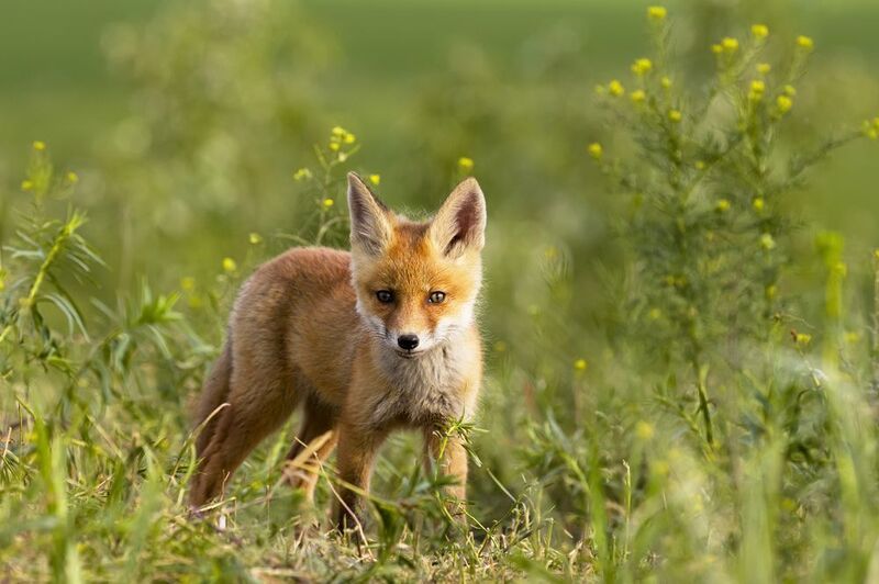 природа ***photo preview